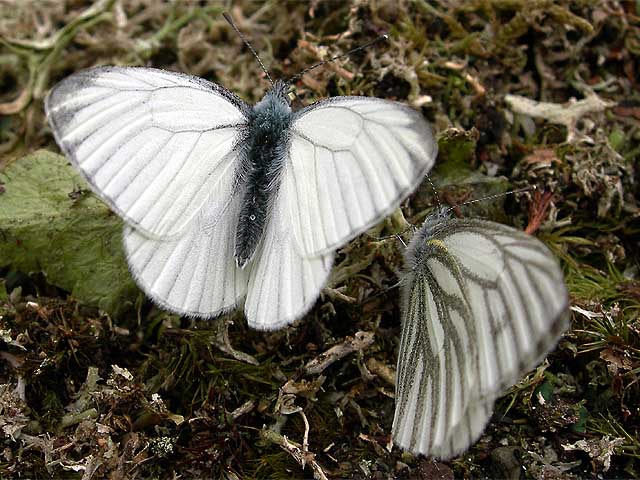 Бабочка Pieris bryoniae