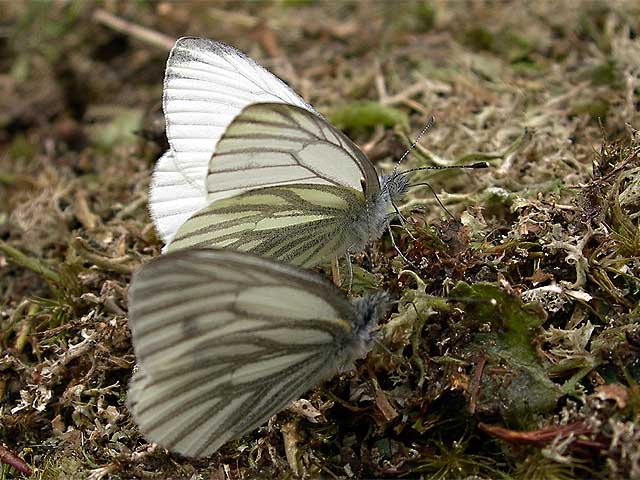  Pieris bryoniae