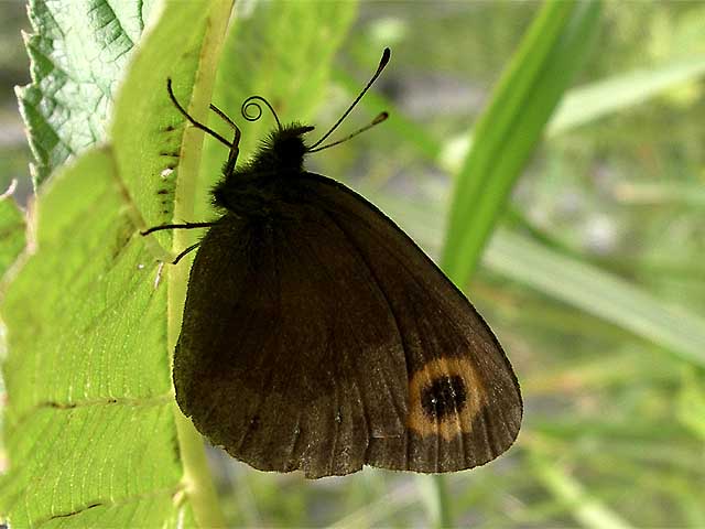  Erebia neriene