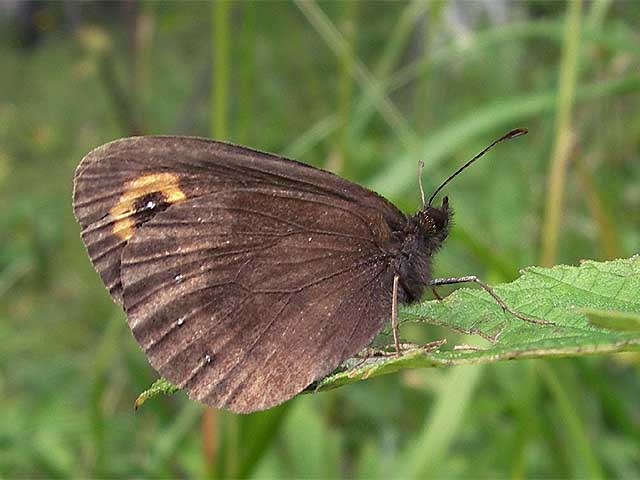  Erebia neriene