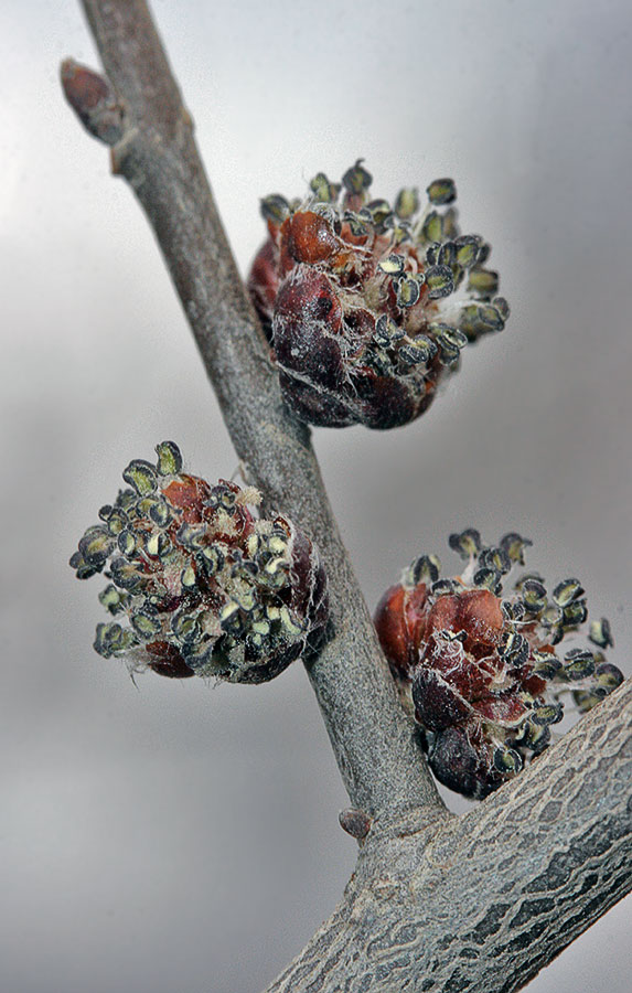 Ulmus pumila