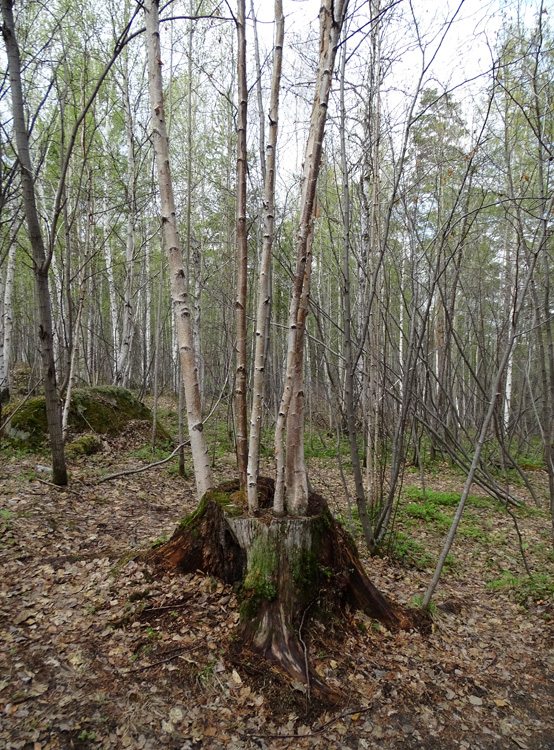 "�� ������ � ������� �����������"