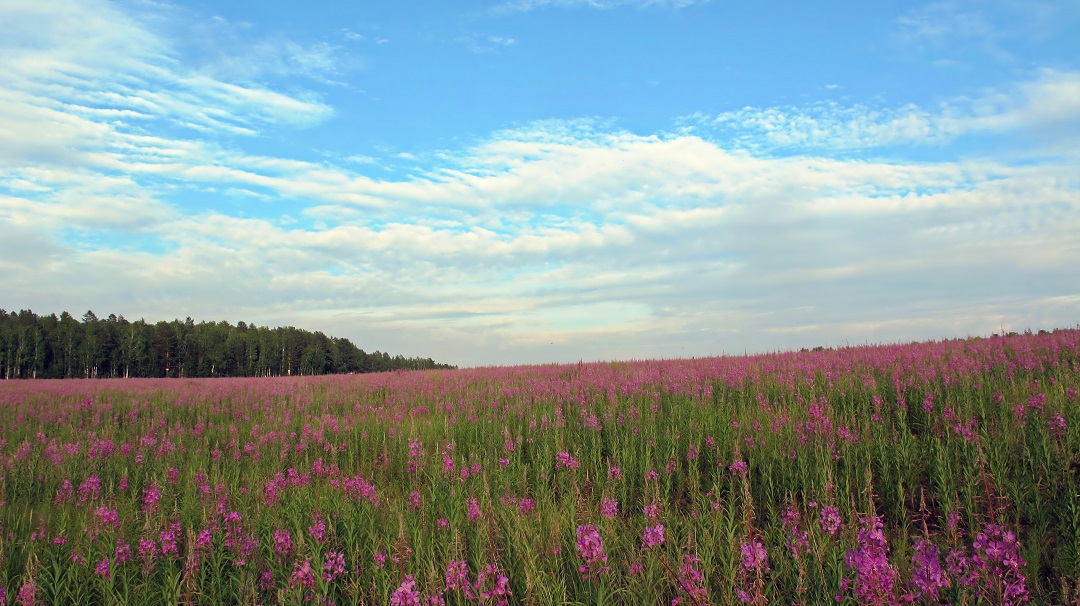 ��������� ����-����