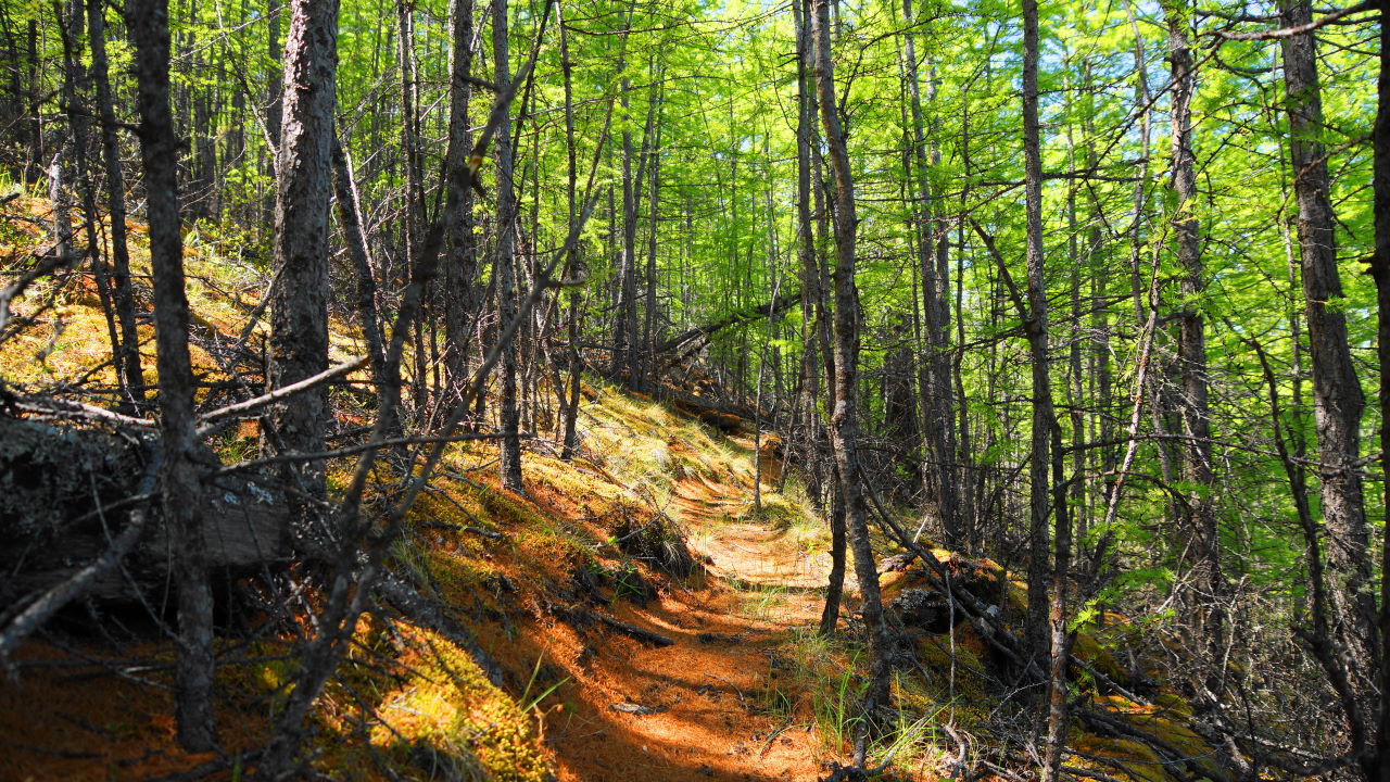 � �� ���������� ��������� �