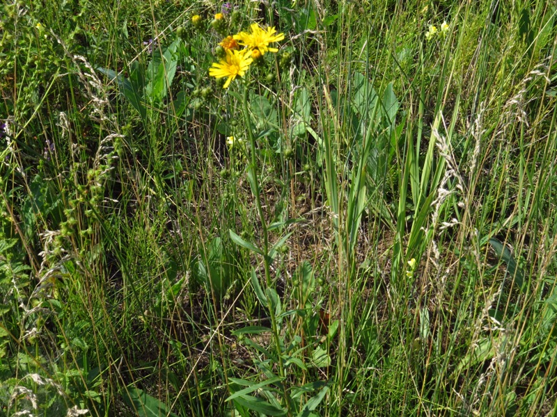 � ������ ����