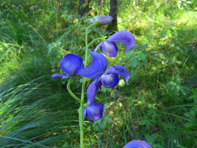 �� ����������� 4