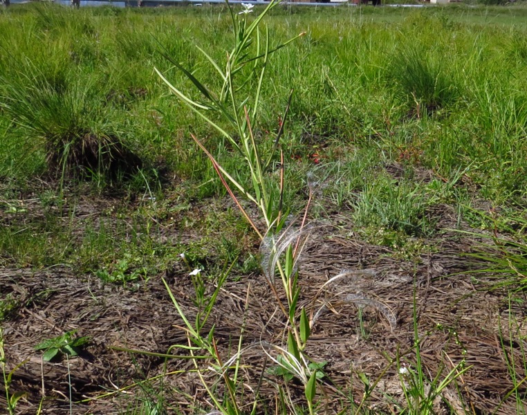 � ������ ����