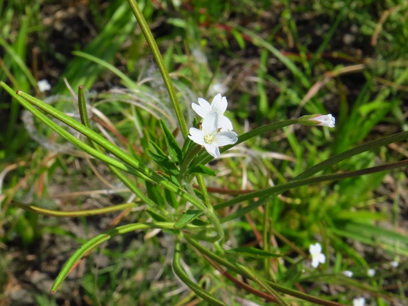 �������� ��������