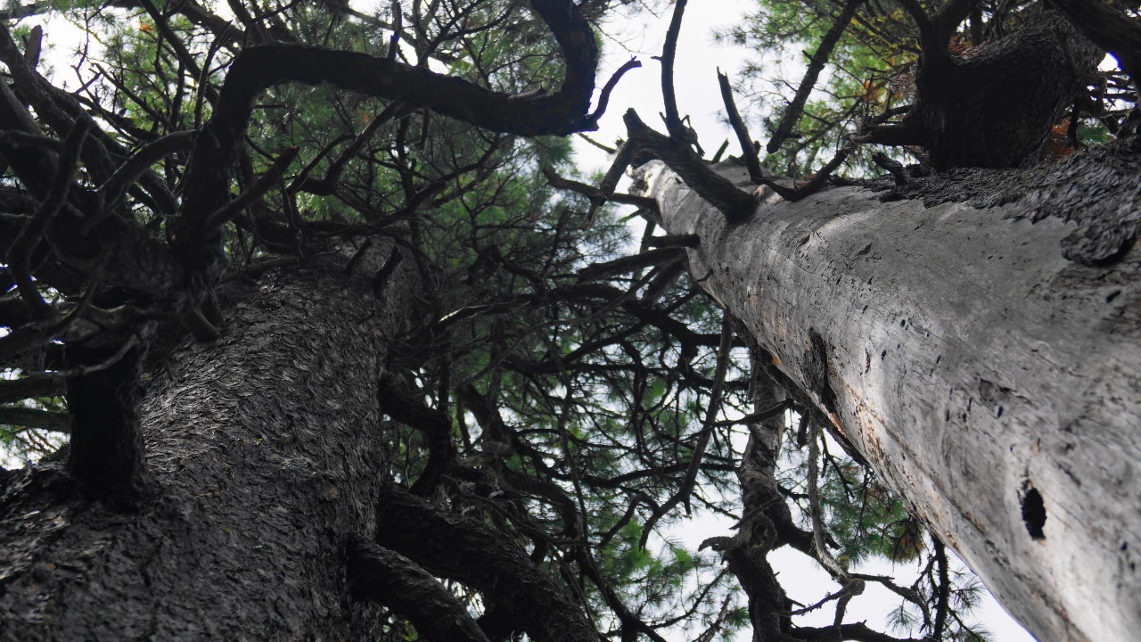 � ���� � ���� �