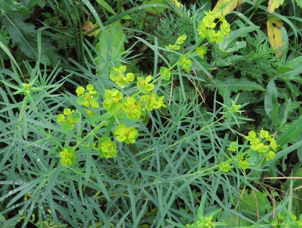 Молочай лозный. Молочай прутьевидный Euphorbia virgata. Молочай Вальдштейна. Молочай Вальдштейна сорняк.