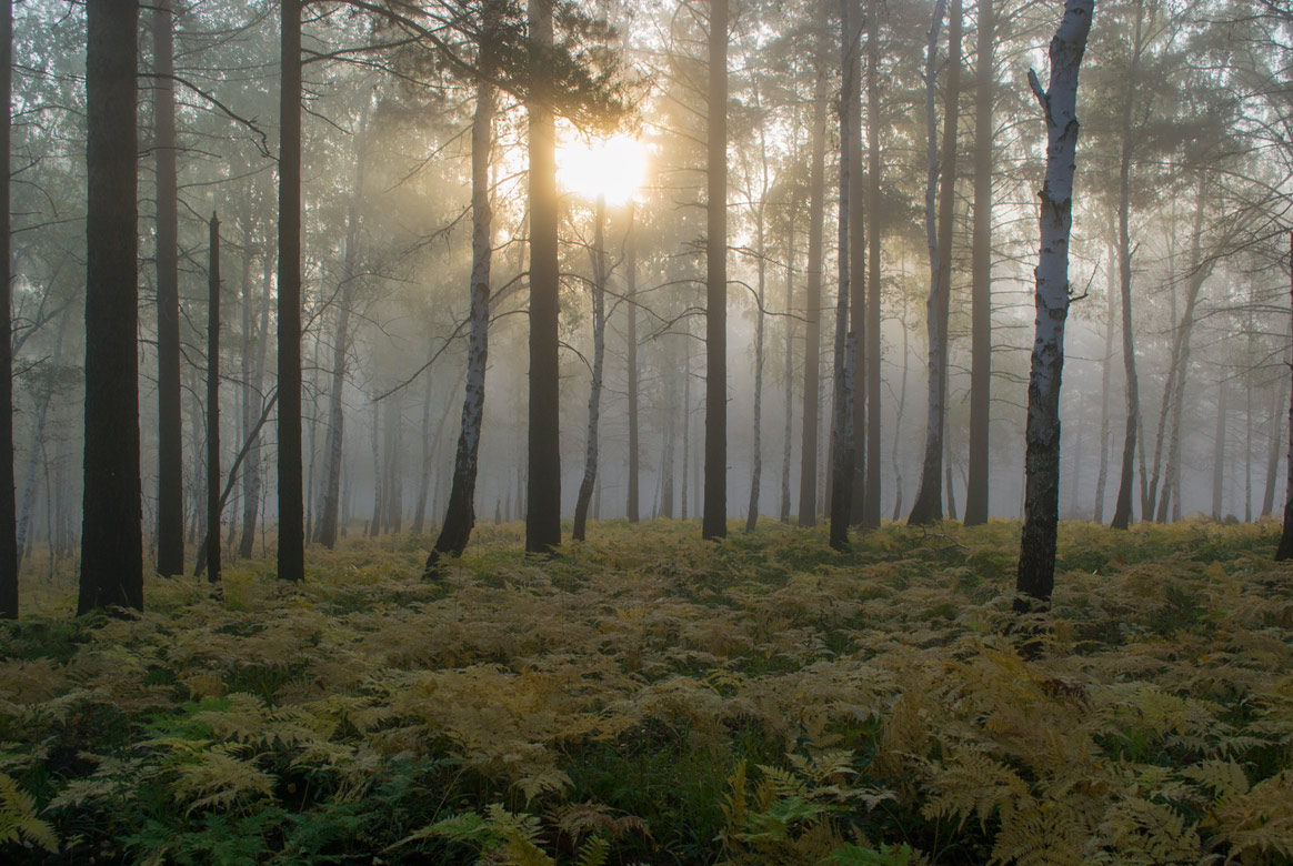 ���� � �������� ����