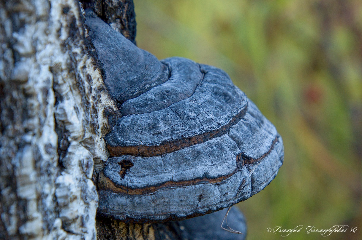   - Fomes fomentarius