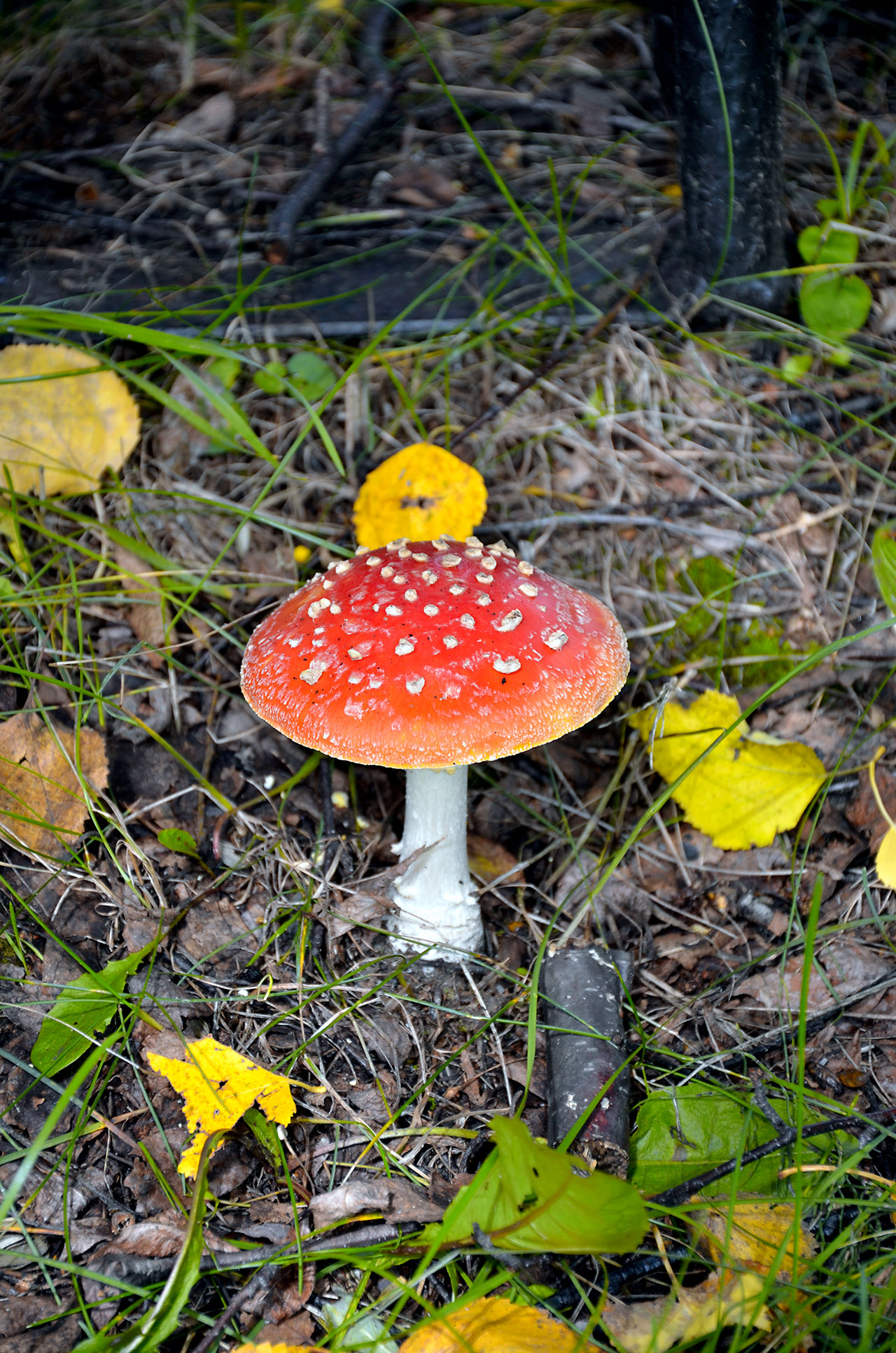Мухомор