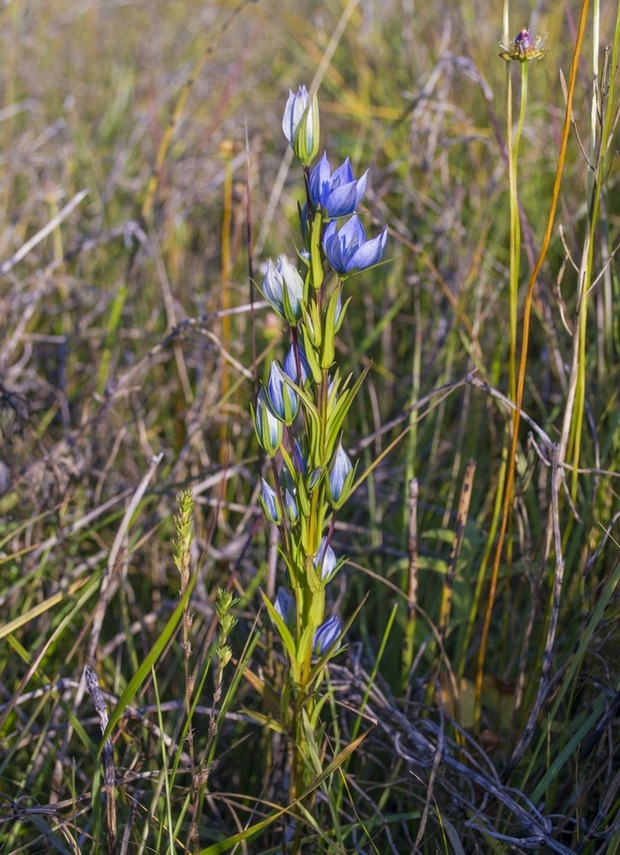 Lomatogonium rotatum