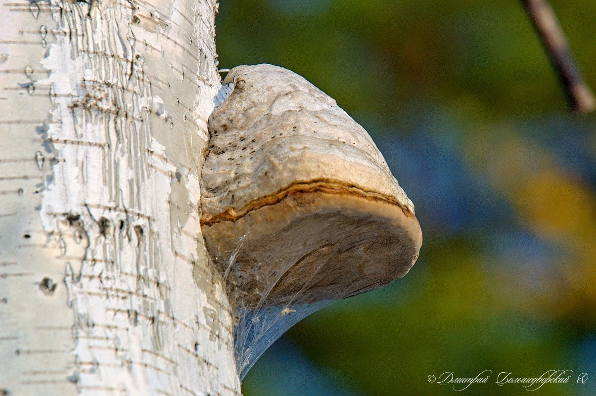   [Fomes fomentarius]