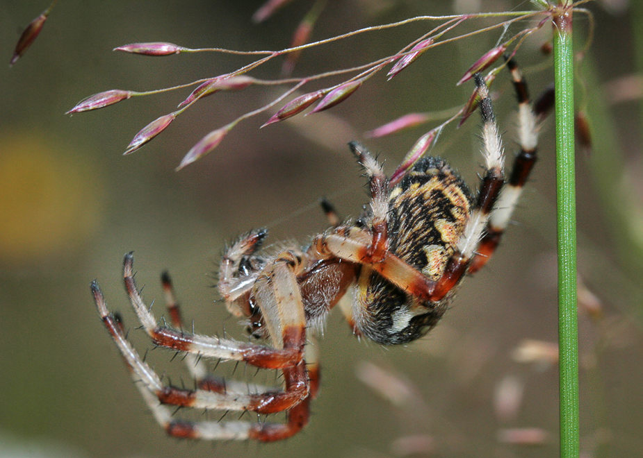   (Larinioides cornutus)
