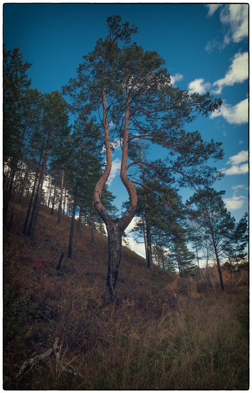 ��������� "����"