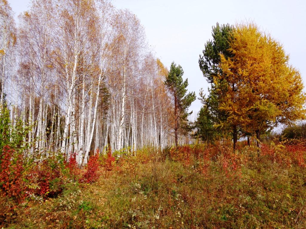 ��������� �����. ������ �����. ��� ���������