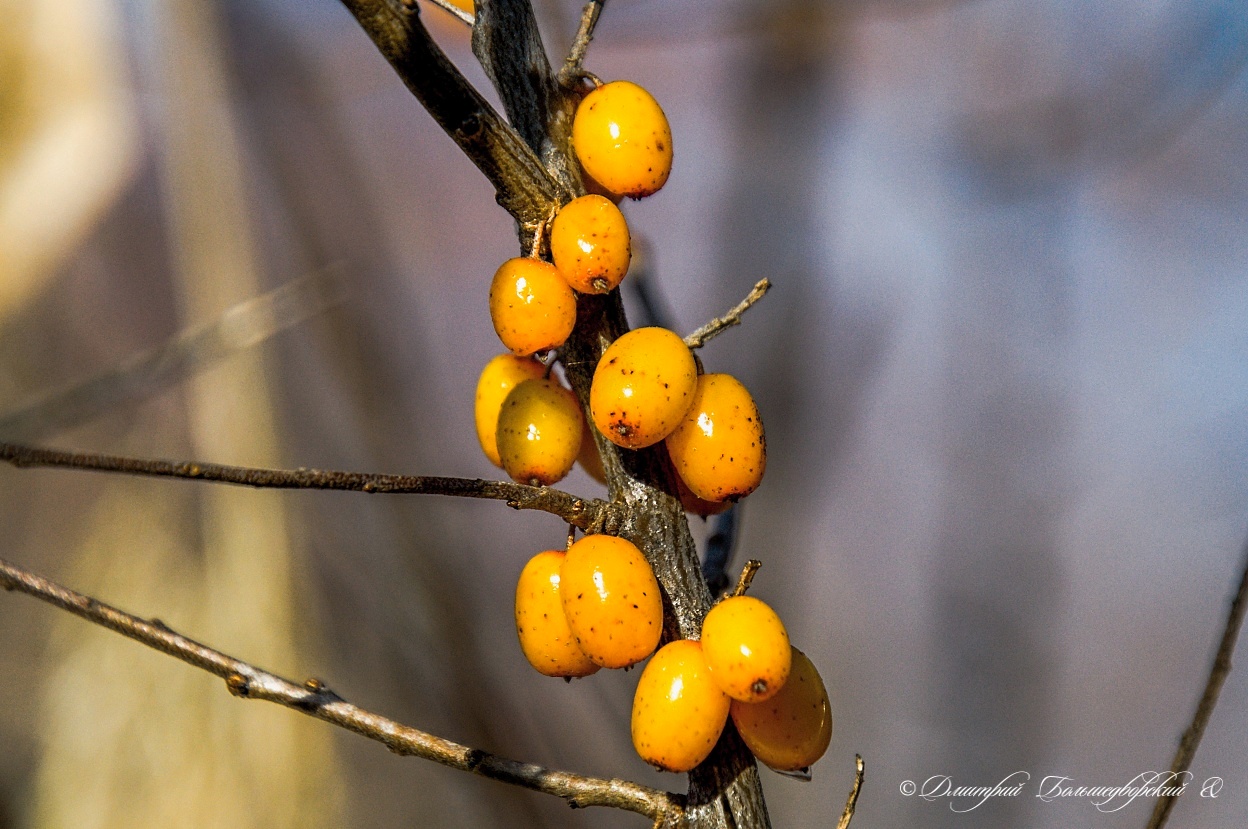   Hippophae rhamnoides L.