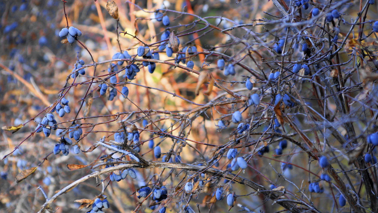 � ��������� ��� �