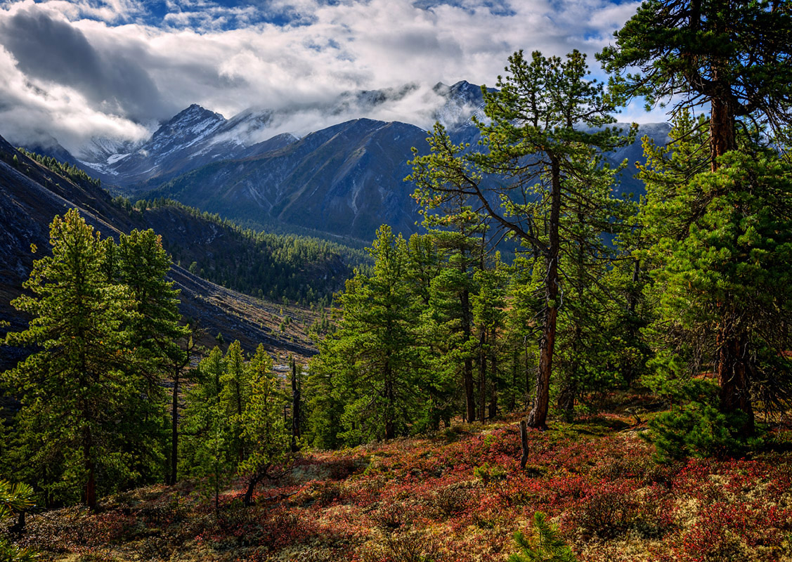 ������ ������