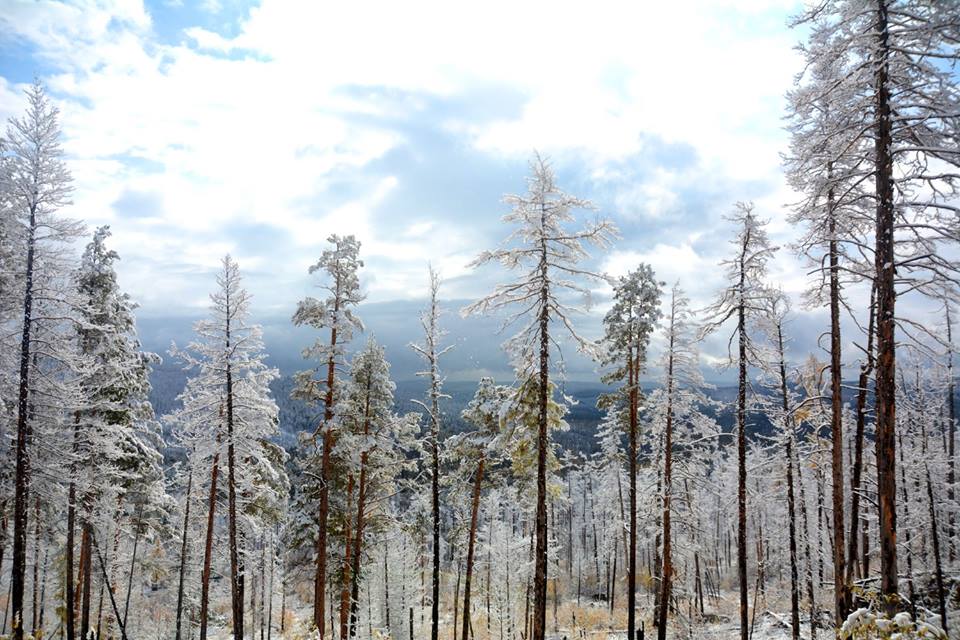 ������ ��������