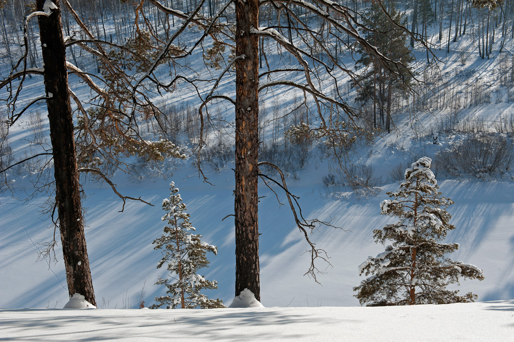 ��� ������� ������