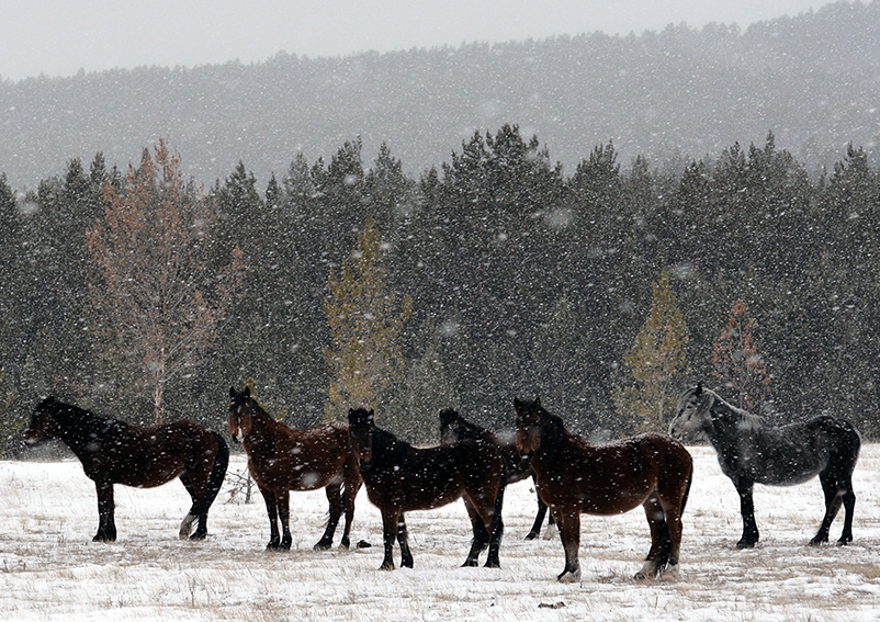 ��������, ���� ������ ������